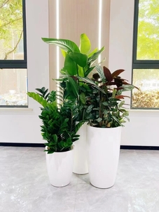 余姚植物租摆价格全解析,一文看懂!